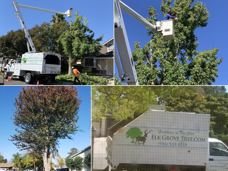 Elk Grove Tree Service