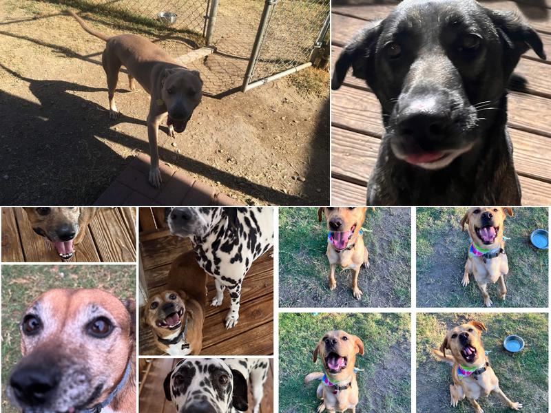 Pup Hub Dog Boarding