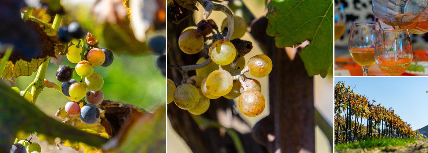 Rowe Ridge Vineyard & Winery