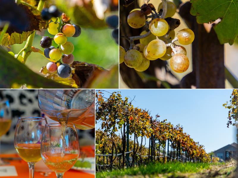 Rowe Ridge Vineyard & Winery