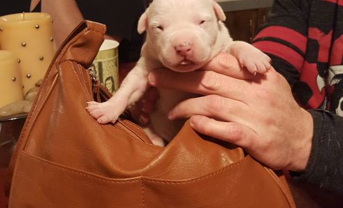 Donald Smith Roofing 205 Green Shanty Rd, Tennessee Ridge Tennessee 37178