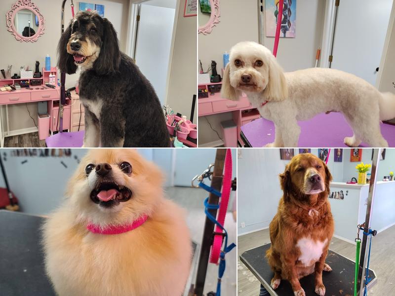 Paw Spa Pet grooming