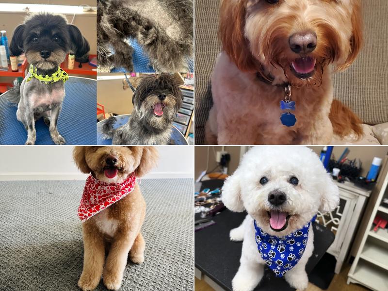 Bows N Paws Pet Studio