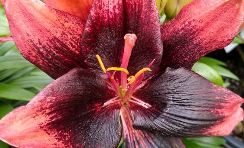 Lowe's Garden Center