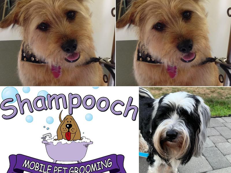 Shampooch Mobile Pet Grooming