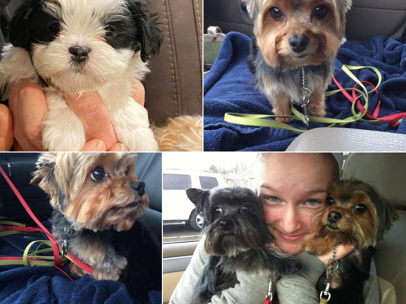 Tulip City Barking Lot LLC