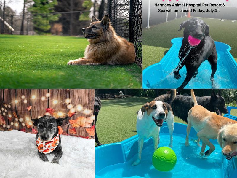 Harmony Pet Resort & Spa