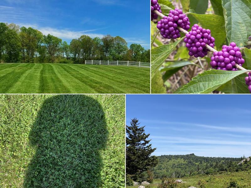 HODGES LAWNCARE AND LANDSCAPING