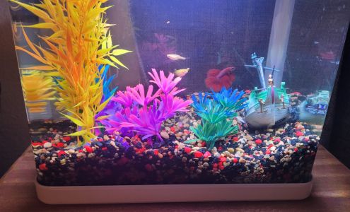 Melissa's Massage 105 Wildwood Ave, Rio Dell California 95562