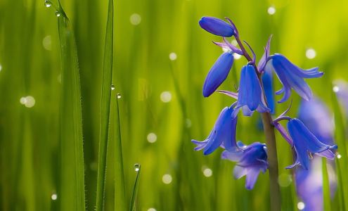 Bluebell Spa 2111 N San Gabriel Blvd # F, Rosemead California 91770