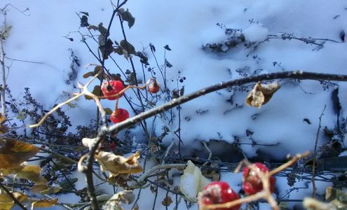 US Forestry Department Meeker