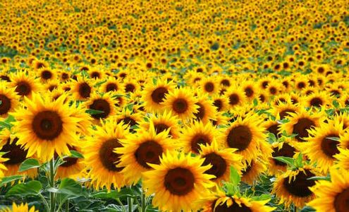 Sunflower Spa | Asian Massage