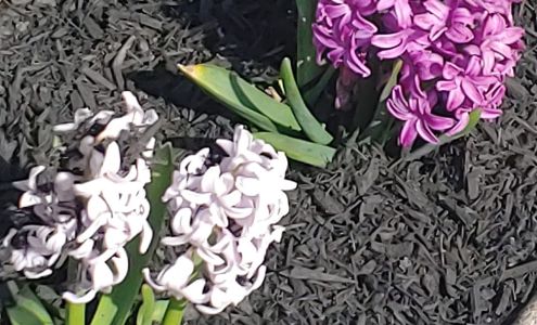 AW Outdoor Services, Inc.