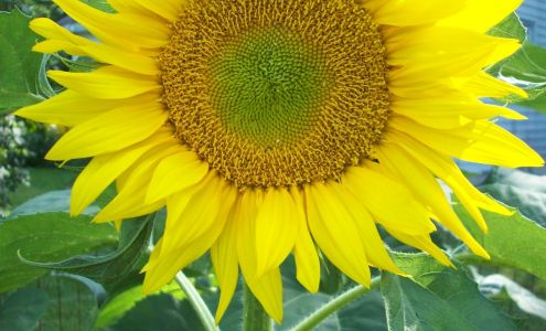 Ringwood Electric 321 Ringwood Rd, Freeville New York 13068