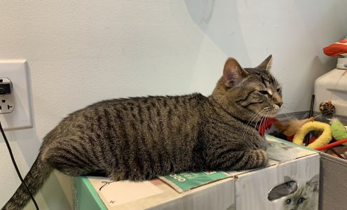 The Cat's Meow Café