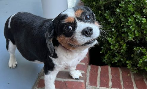 Central Bark mobile groomer