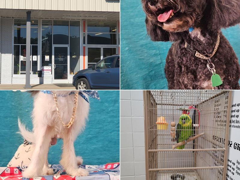 The Yuppy Puppy and the City Kitty