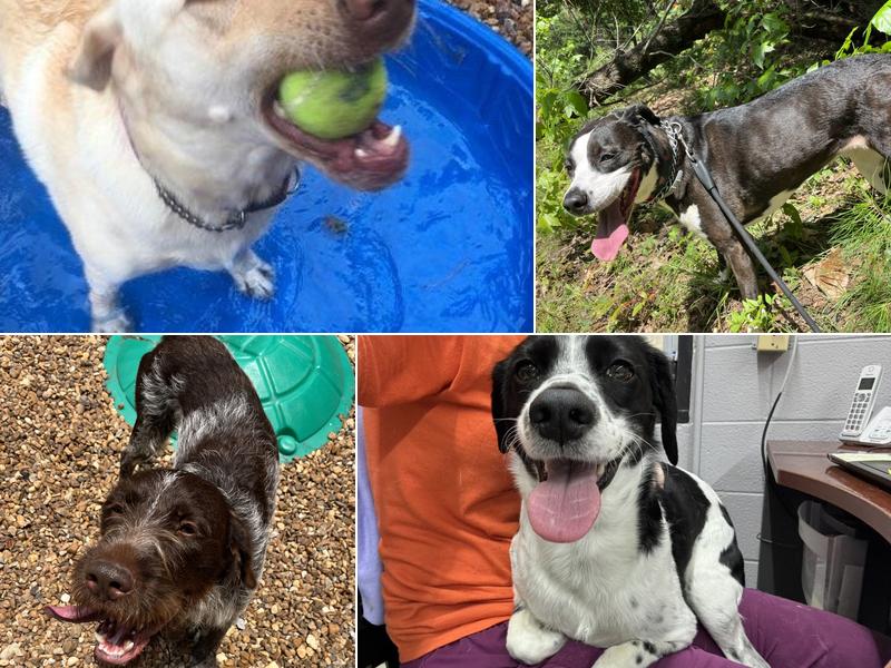 Cedar Ridge Pet Camp, LLC