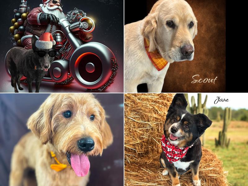 Dani B Dog Grooming & Photography