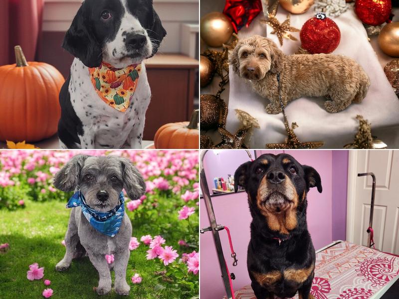 Honest to Dog Alaska