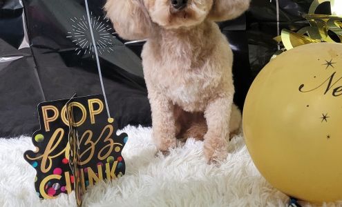 Pampered Pets Grooming 5433 AZ-68 Suite A, Golden Valley Arizona 86413