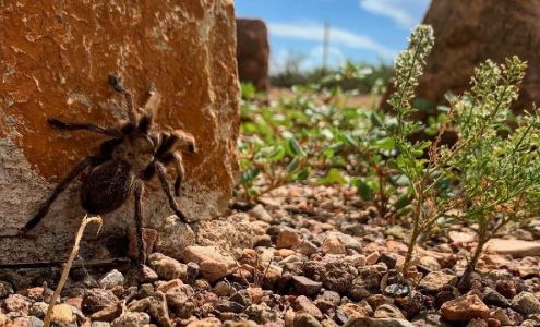 Pancho Villa State Park Columbus