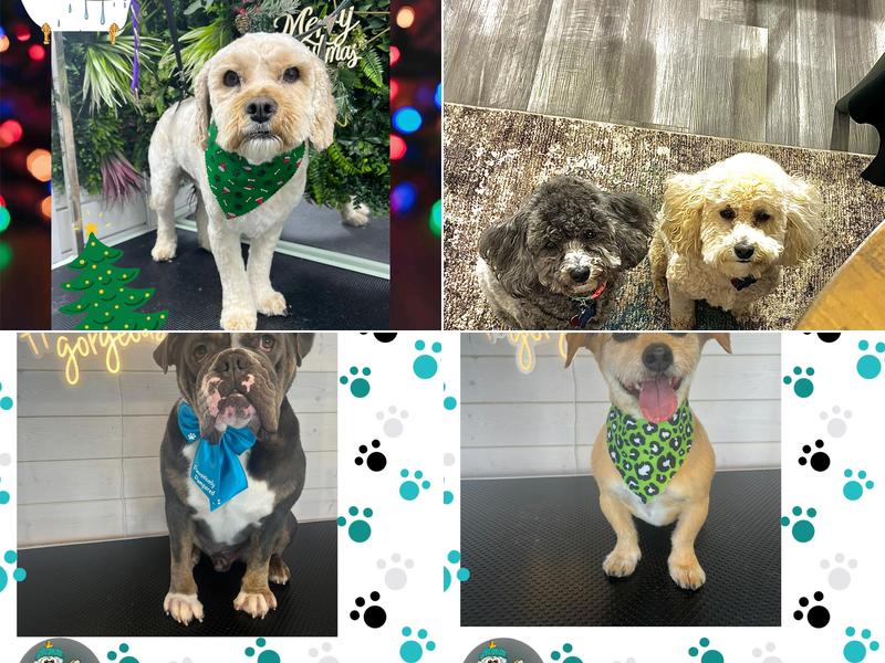 Pawsitively Pampered Mobile Dog Grooming LLC