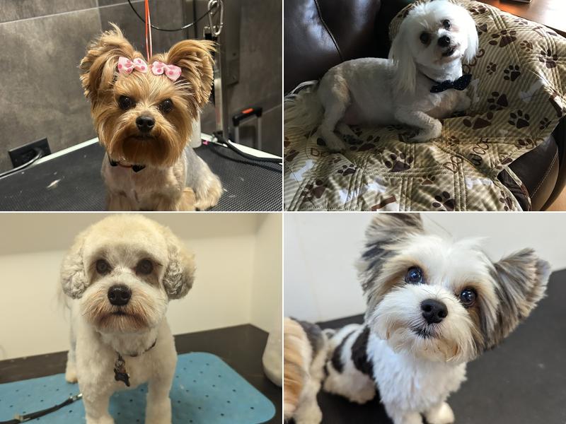 Paws R Us In-Home Mobile Grooming