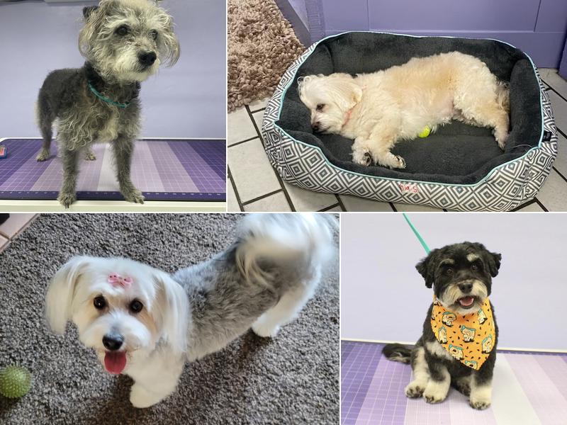 Balboa's Bed & Biscuit