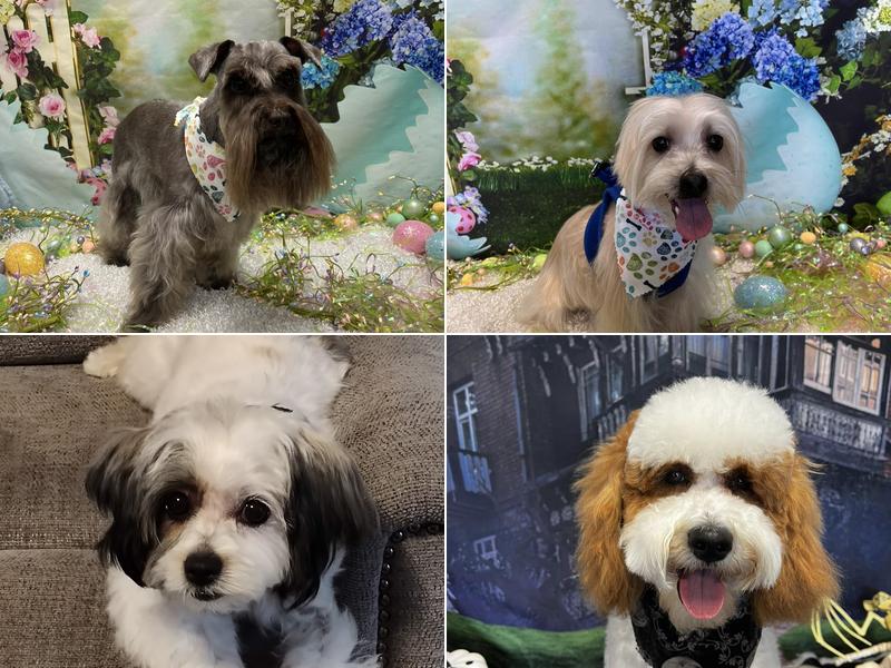 Preppy Puppy Grooming