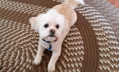 Gateway Getaway Pets, LLC.