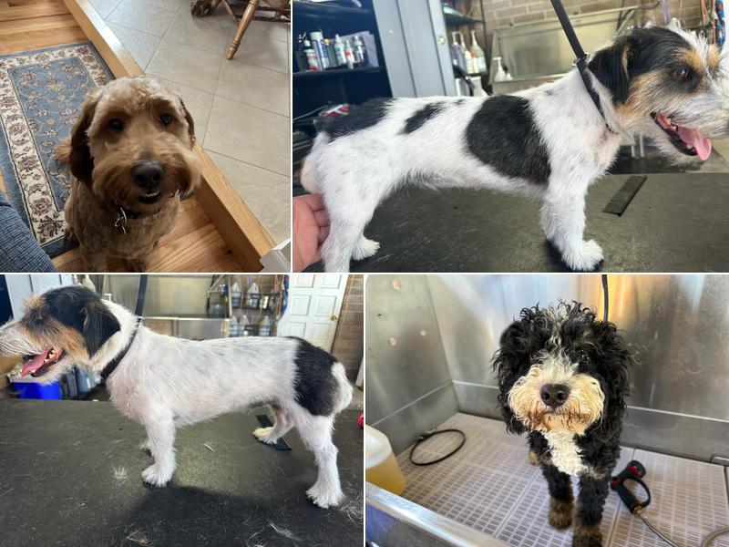 Pampered Pups Salon and Spa