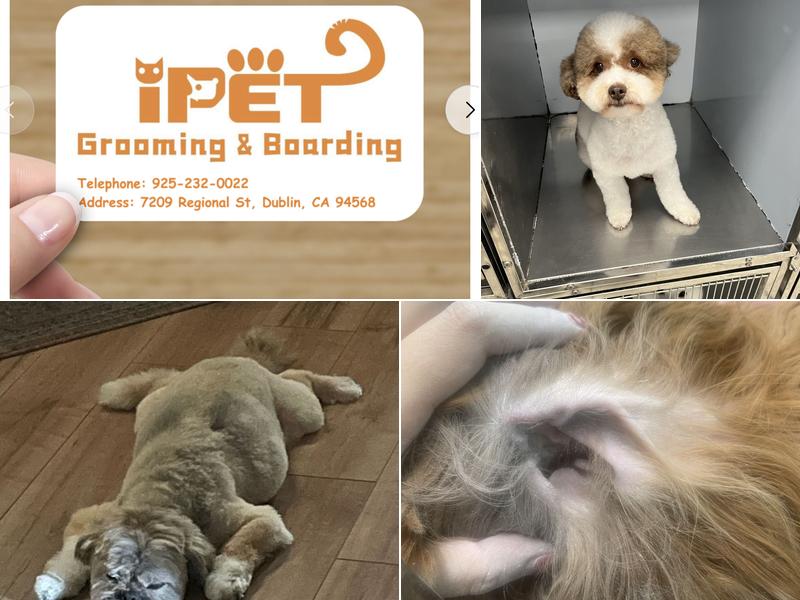 Ipet Grooming & Boarding