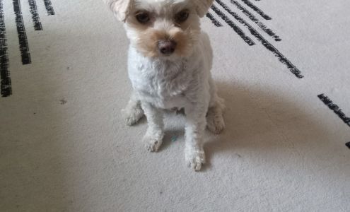 Angela Dog Grooming Pacifica