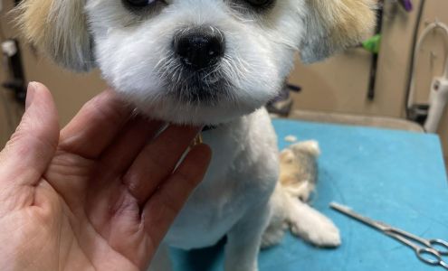 K-9 Clipper Chico California 