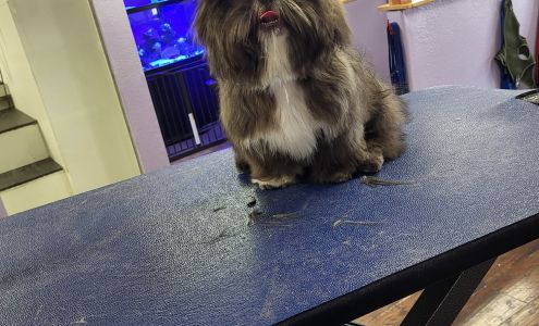 Soggie Doggie and Self-Wash 10055 Wolf Rd b5, Grass Valley California 95949