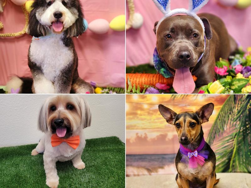 The Groomery Temecula