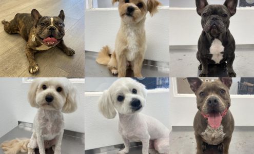 SafePet Grooming 1455 W Highland Ave Unit 113, San Bernardino California 92411