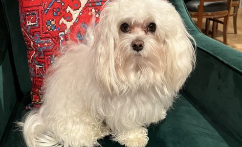 Paw Palace Grooming 160 Donahue St, Sausalito California 94965