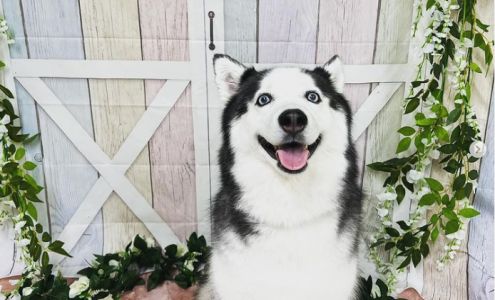 Sasha pet salon (사샤 애견)