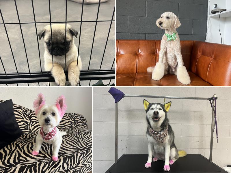 Sancho and Luckys Dog Spa