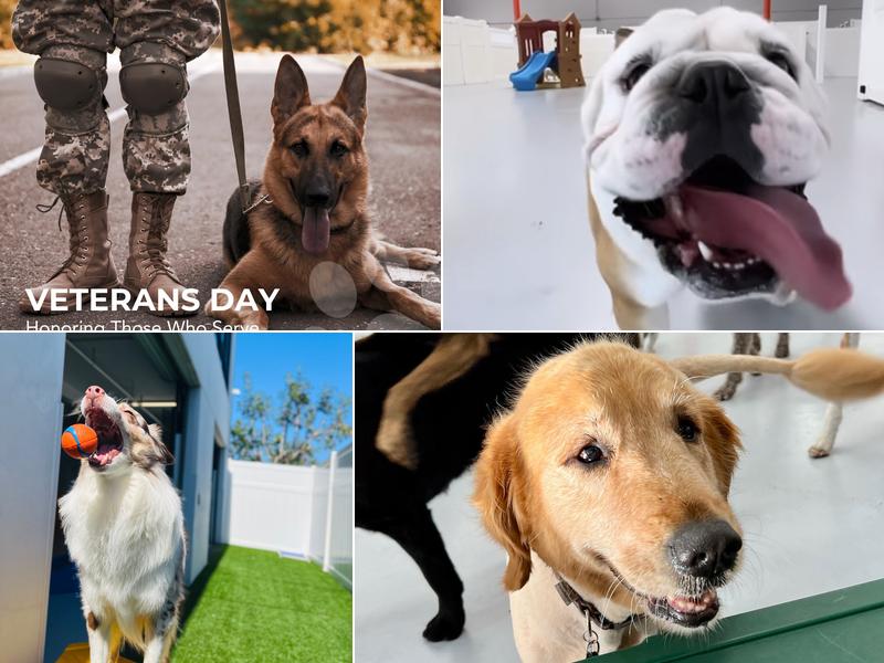 Paw Sweet Paw | Pet Resorts