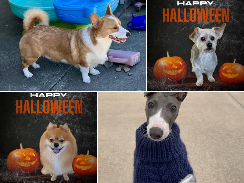 Tails and Bows Pet Grooming