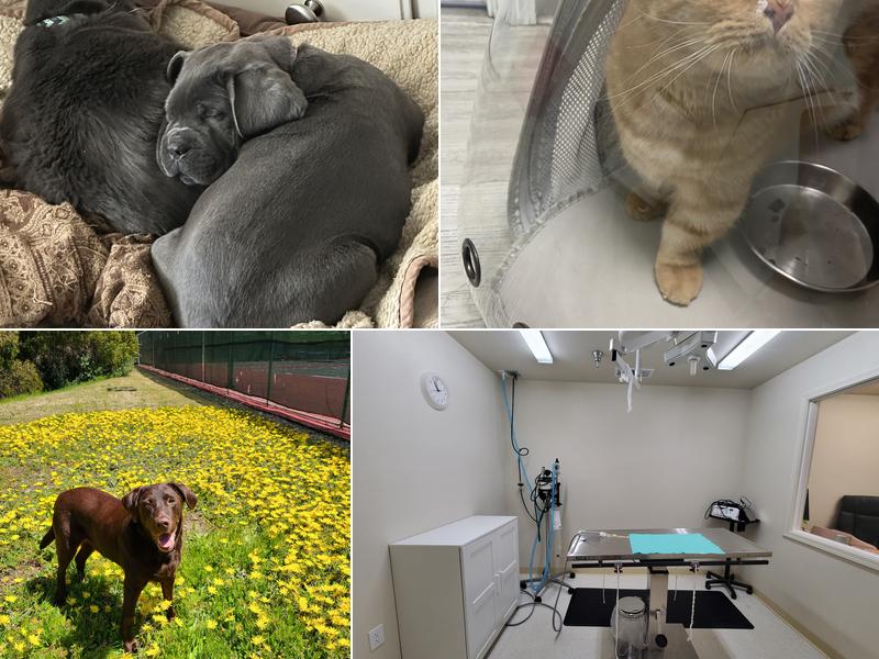 Advanced Veterinary Medical Center