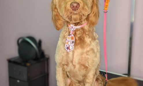 Critter Clips 4272 Phelan Rd, Phelan California 92371