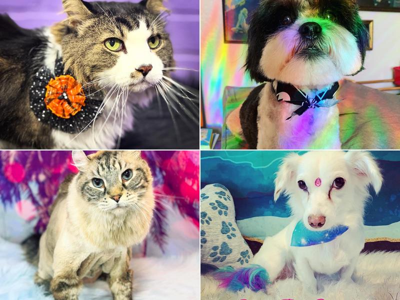 Sky’s Pet Grooming HD Mobile