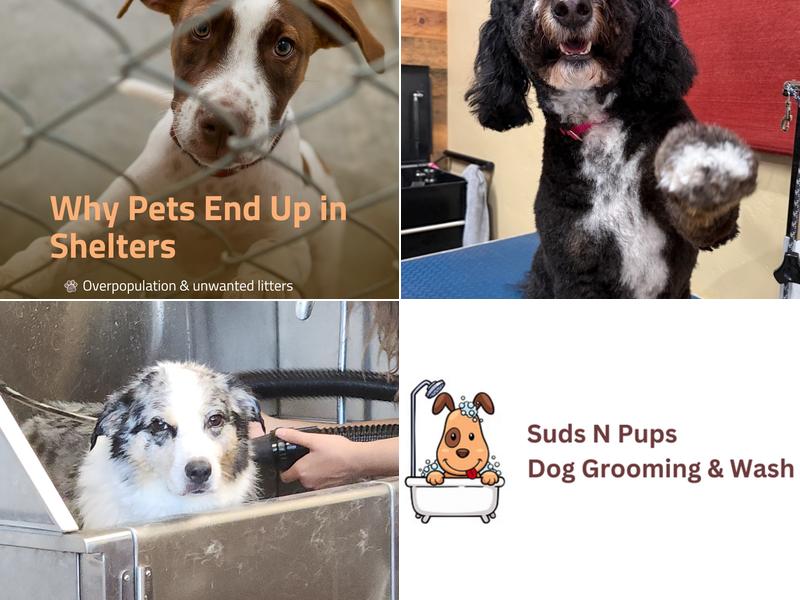 Suds N Pups Dog Grooming and Wash