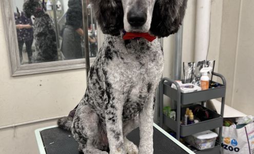 Groomer19 & Friends Pet Salon LLC