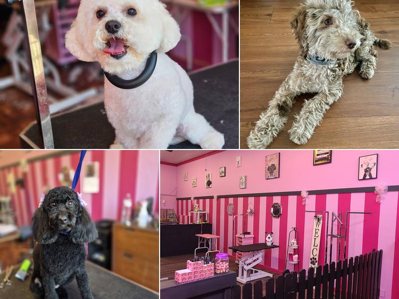 The Pink Puppy Dog Grooming