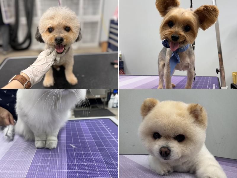 Oops Pet Spa and Boutique